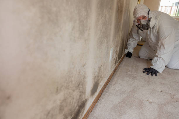 Best Biohazard Mold Removal  in North Olmsted, OH